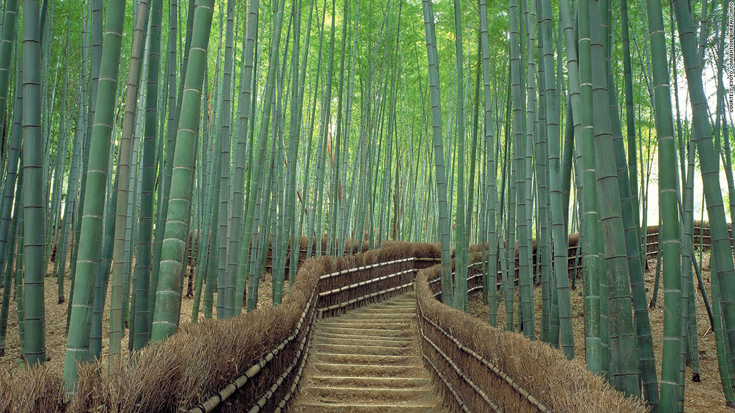 bambou japon.jpg