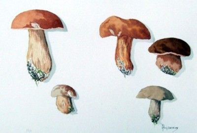 Champignons