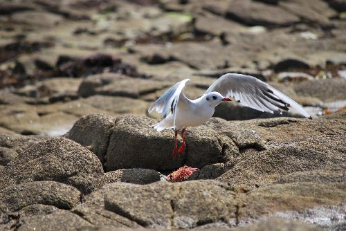 La mouette s'envole...