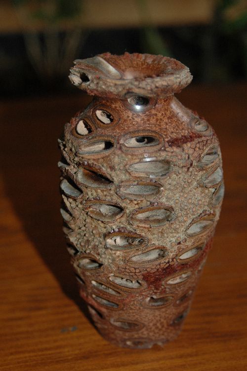 vase noix de banksia 20cm