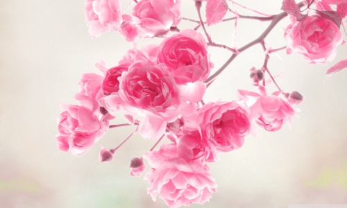 pretty-pink-roses-roses.jpg