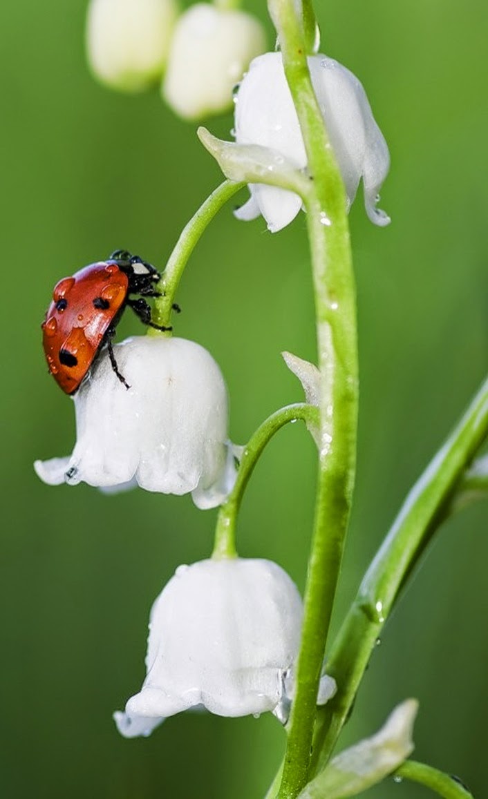 muguet-rose-fleur-sauvage-joyeuse-fête-rare-fleur-bouquet-de-fleur-joieamitié-coccinelle%20sur%20un%20muguet.jpg