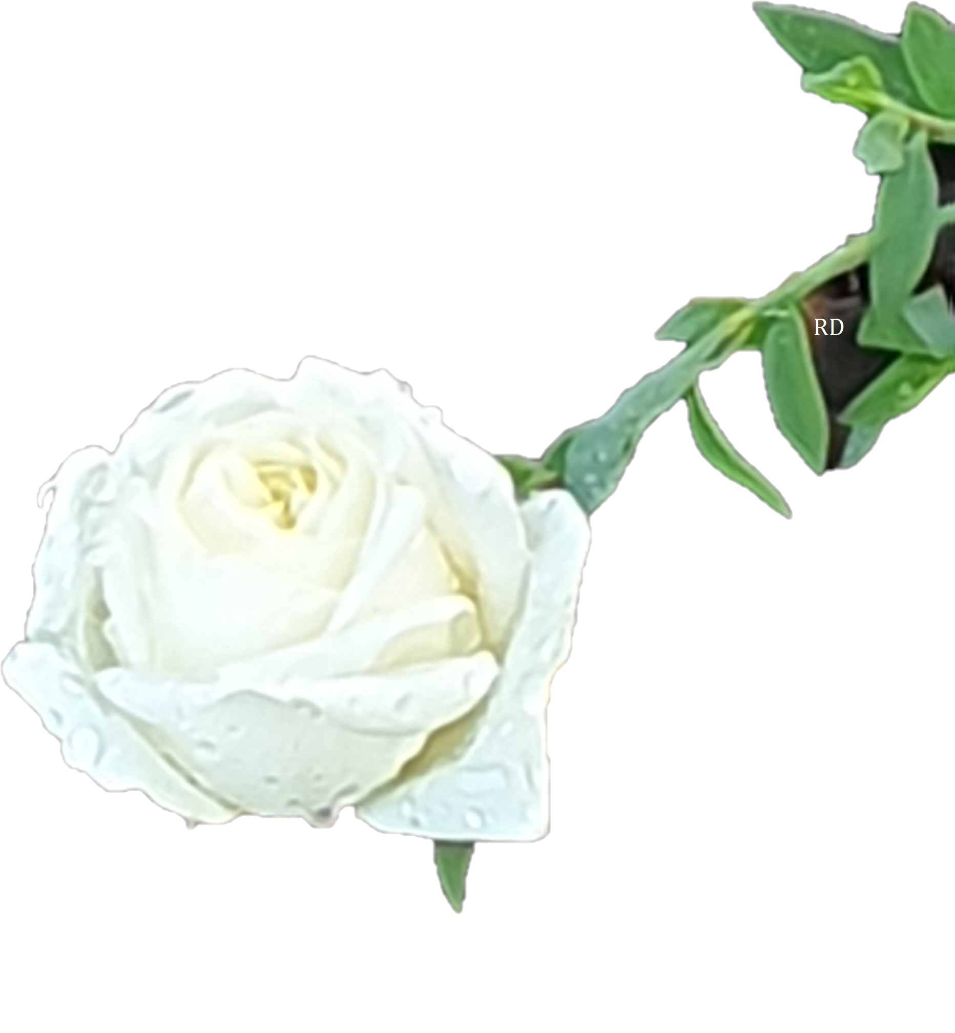 Rose blanche.jpg