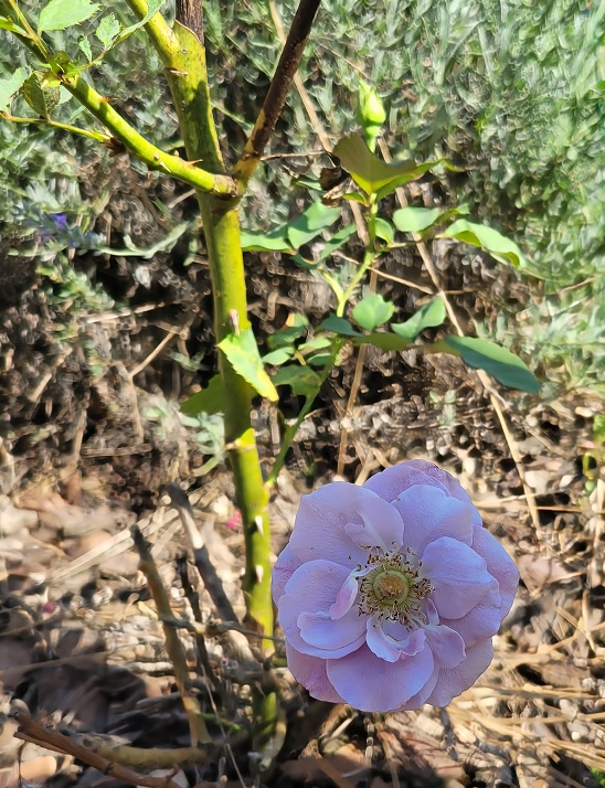 Vieux rose..jpg