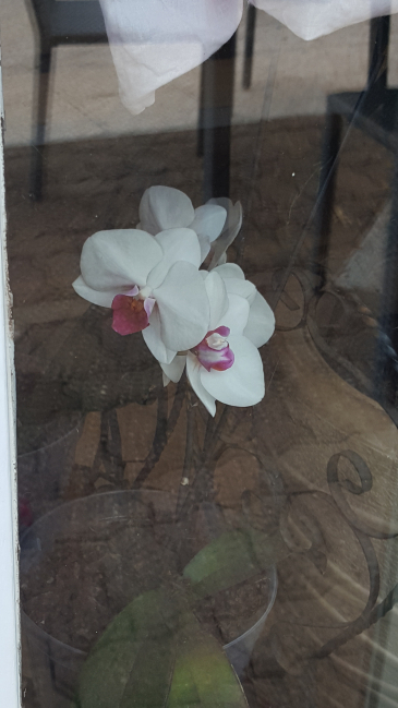 L'orchidée.