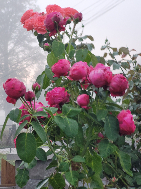 Tant qu'il y aura des roses.