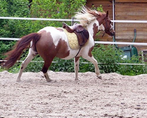 Tapis, selle rien ne lui fait peur