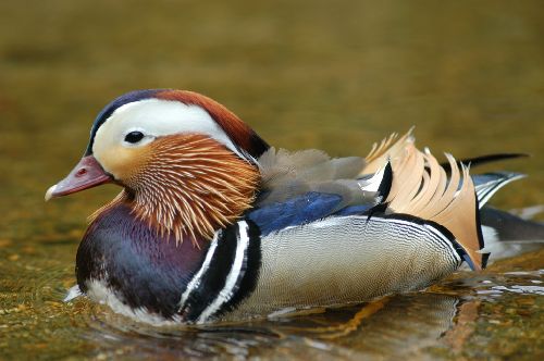 Un canard sauvage