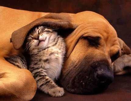 Un chat et un chien