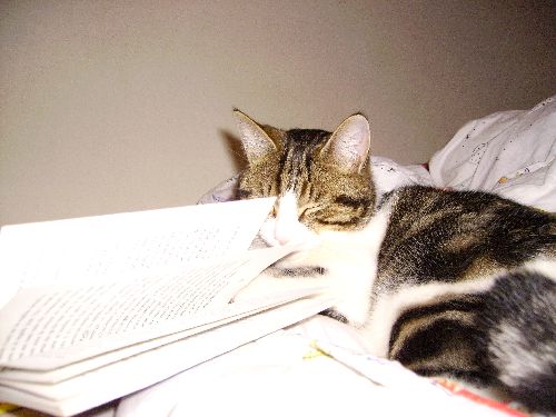 Mon chat lit un livre