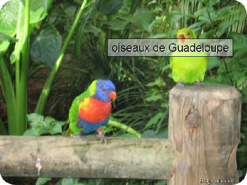 oiseaux de Guadeloupe
