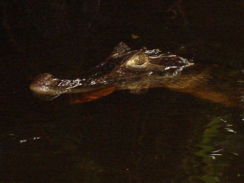 caiman