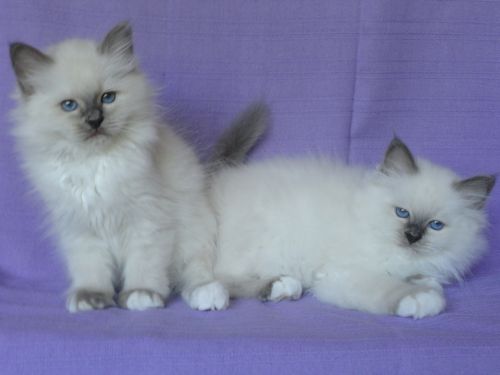 Lili Rose et Loulou Blue