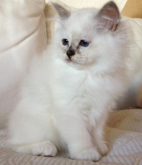 Nouba, chaton femelle bleu crème de 2 mois