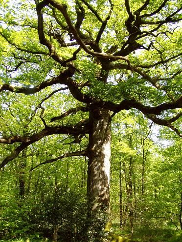 Le chêne millénaire de la Forêt de Paimpont. 
