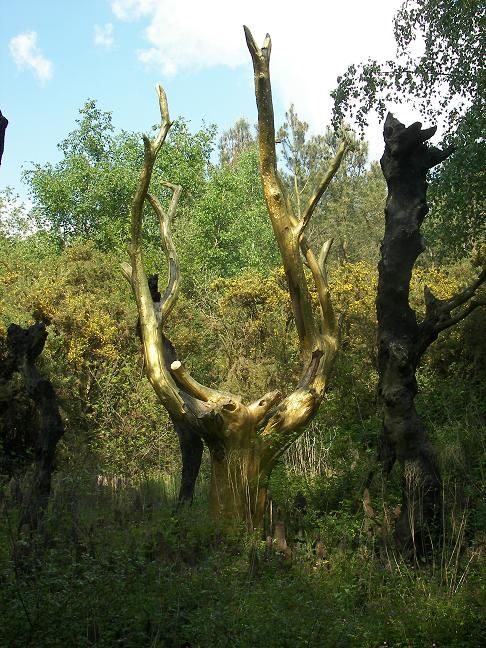L'arbre d'or de la Forêt de Paimpont. 