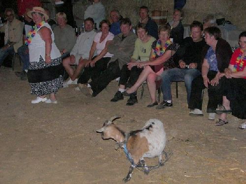 La bête à cornes est lâchée dans l'arène. 