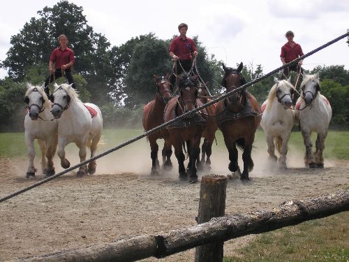 Impressionnants, ces chevaux lancés à pleine allure !