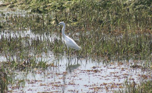 aigrette garzette