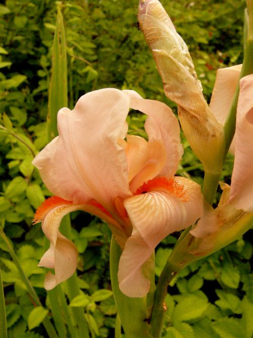 iris rose orange