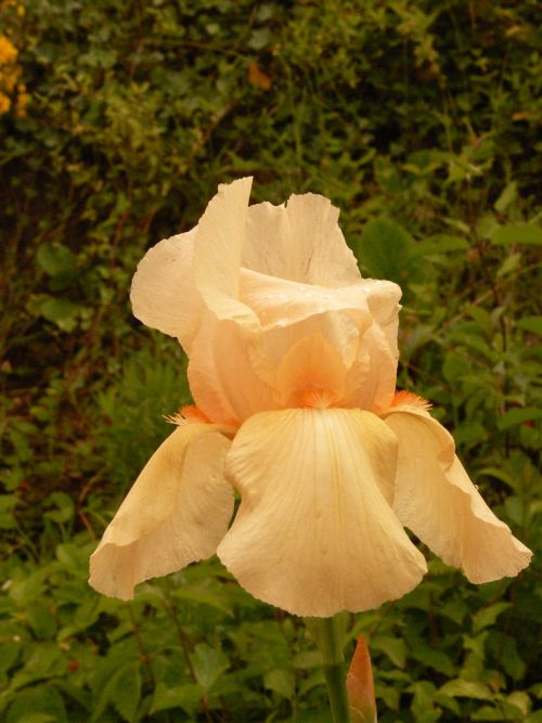 iris rose mauve