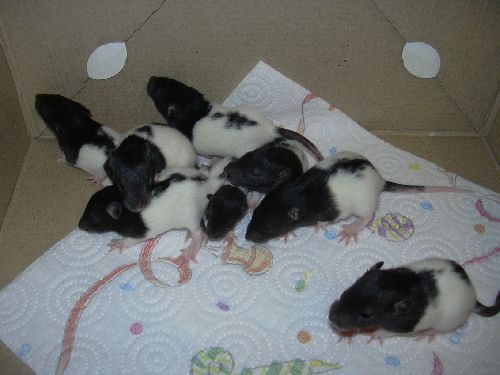 8 petits rats