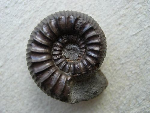 Ammonite pyriteuse des Causses ( France )