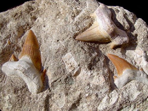 Requin Lamna des phosphates du Maroc