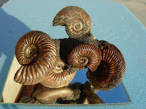 Ammonites de la Volga