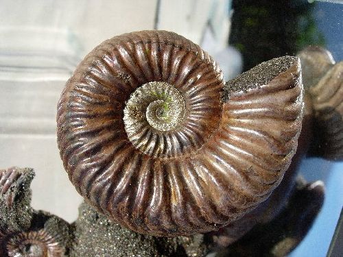 Ammonites de la Volga