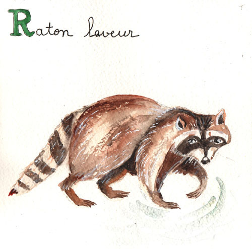 R - Raton laveur.jpg