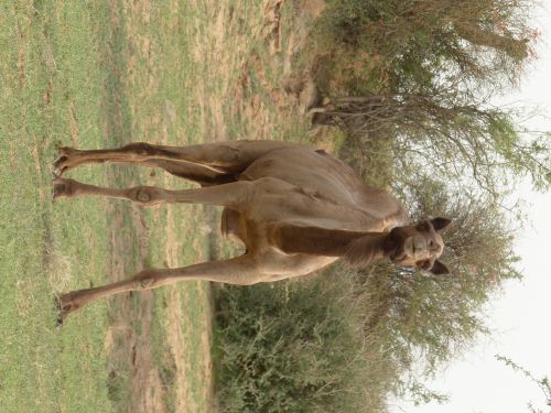 Inde-Rajhastan-mon premier chameau