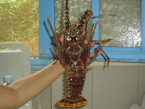 toujours ma langouste, elle est belle, pas vrai ?