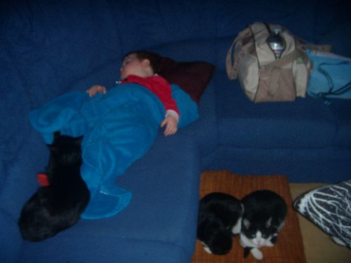 Petite sieste avec les chats de Tata Vava!
