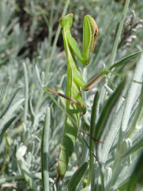 Mantis religiosa femelle