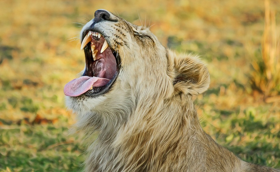 lion-2923950_960_720.jpg