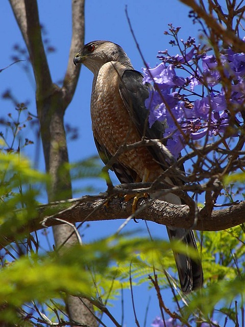 buzzard-3167_640