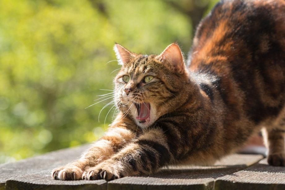 Cat Fatigué Bailler