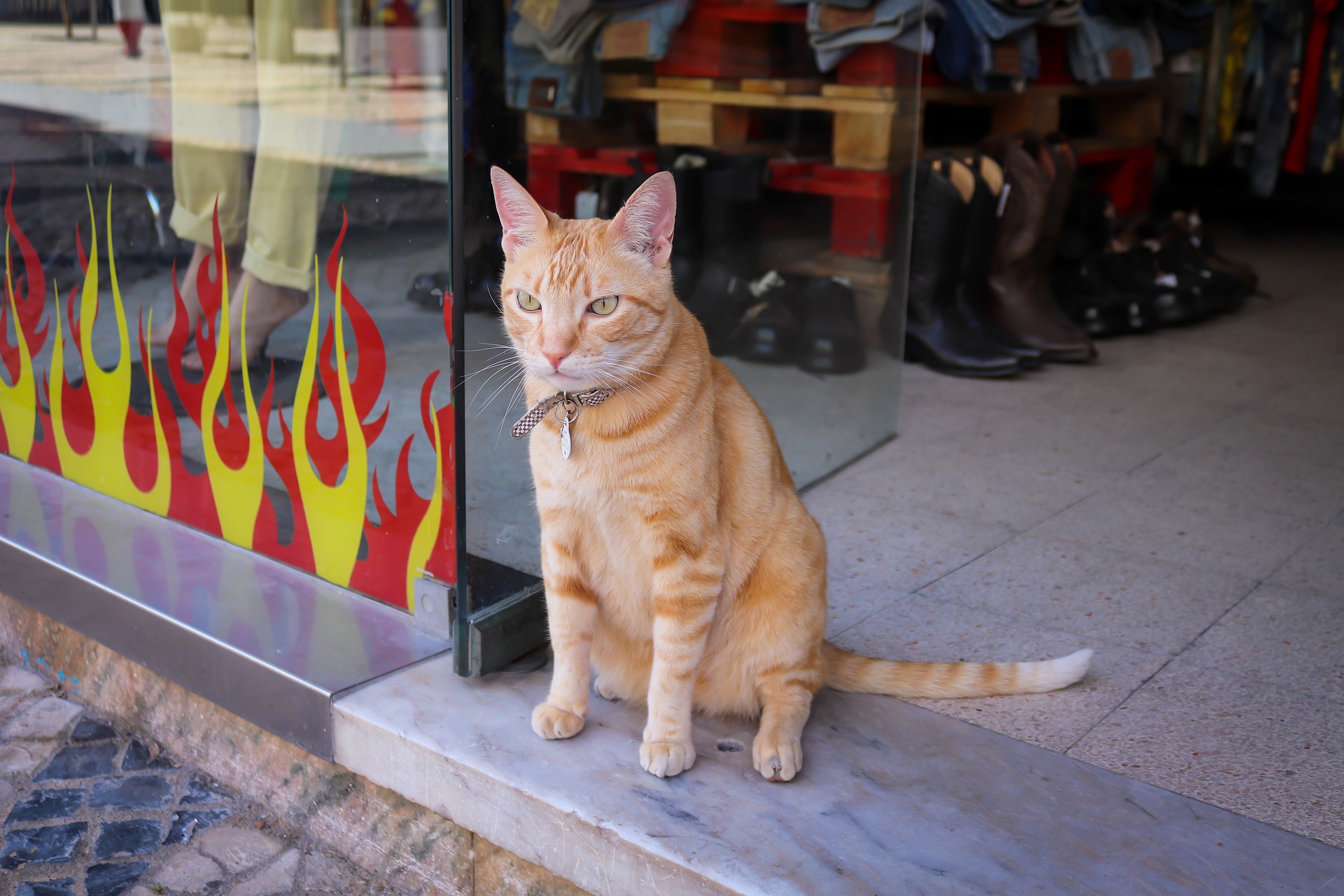 chat rouge chat domestique charge entreprise ville