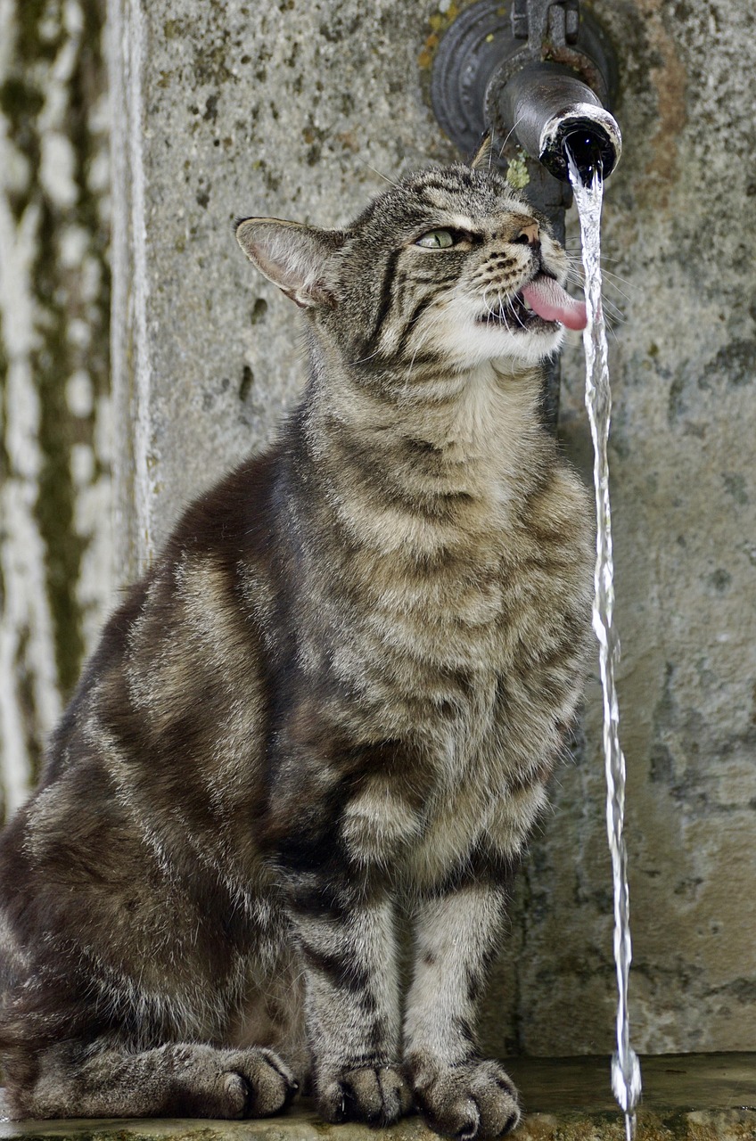 chat Tigre animal