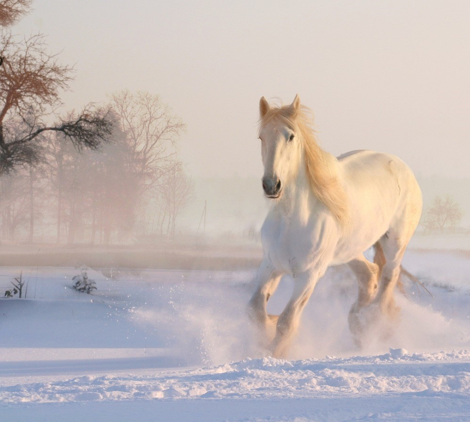 Cheval blanc neige hivers