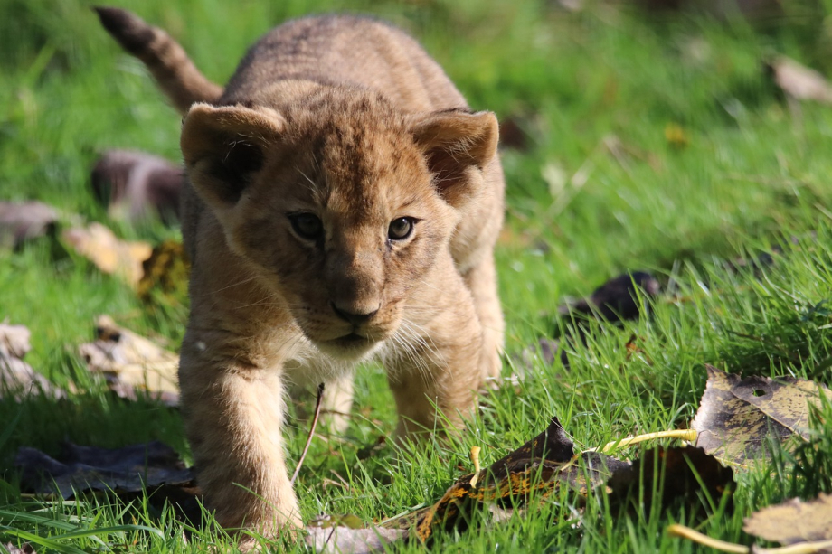 lion-cub-7539054_1280