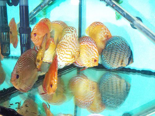 groupe discus