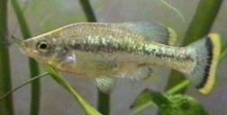 ameca splendens,guppy endlers,hemichromis lifalili