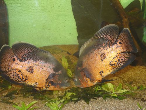 Astronotus ocellatus