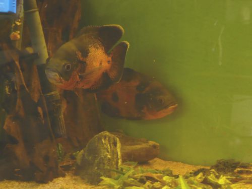 Astronotus ocellatus parade