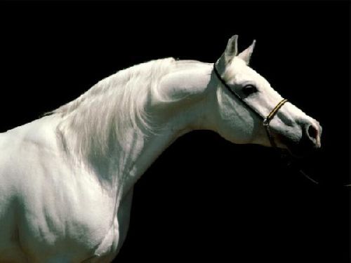 la beauté, toujours la beauté pure des chevaux arabes