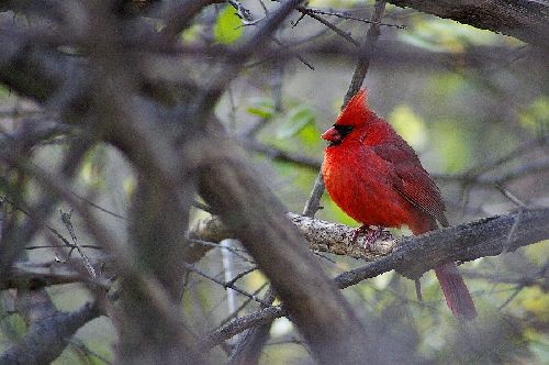 Cardinal