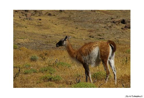 Guanaco