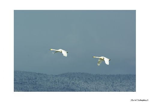 Cygne chanteurs